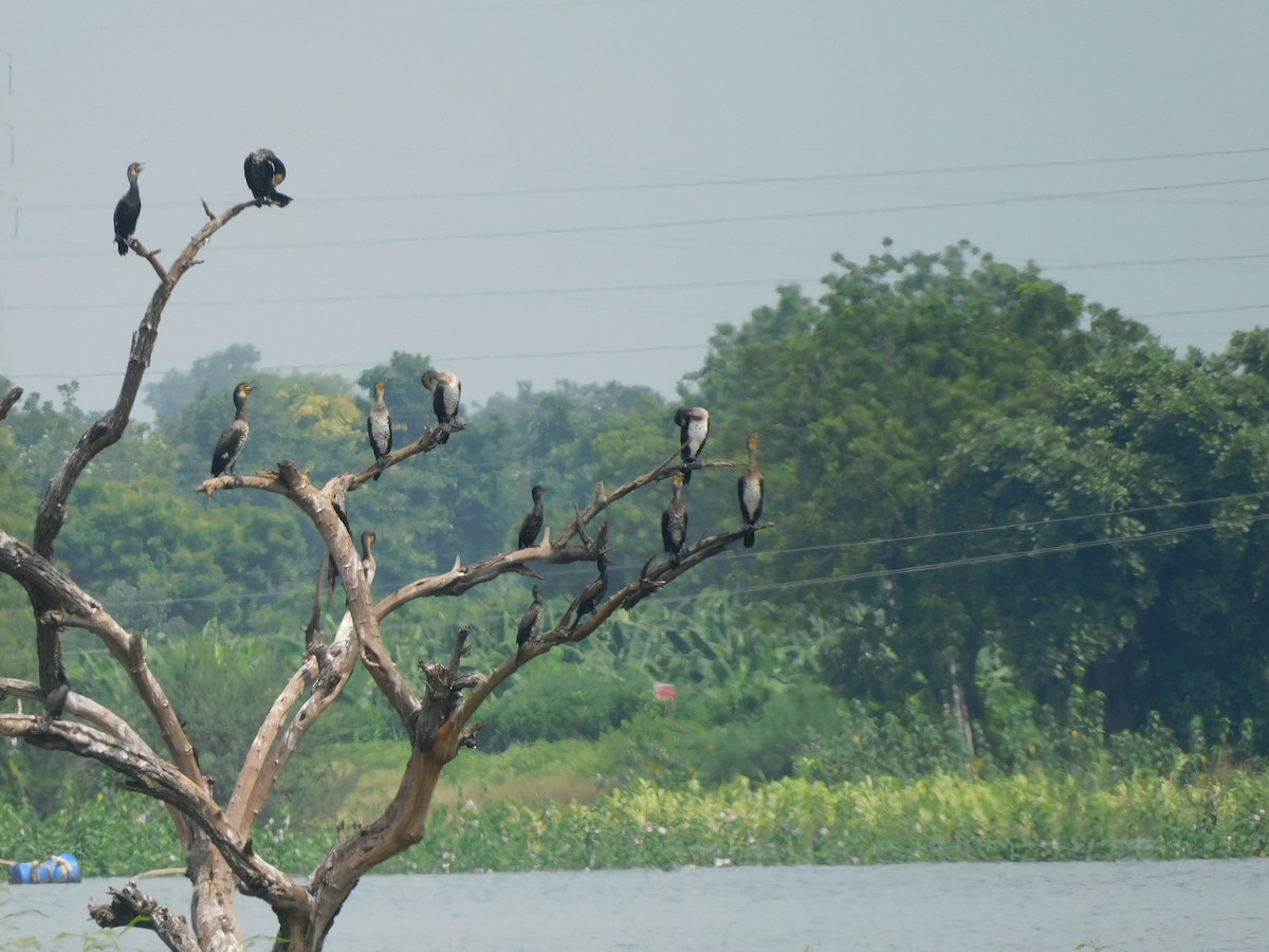 Great Cormorant - ML642101959