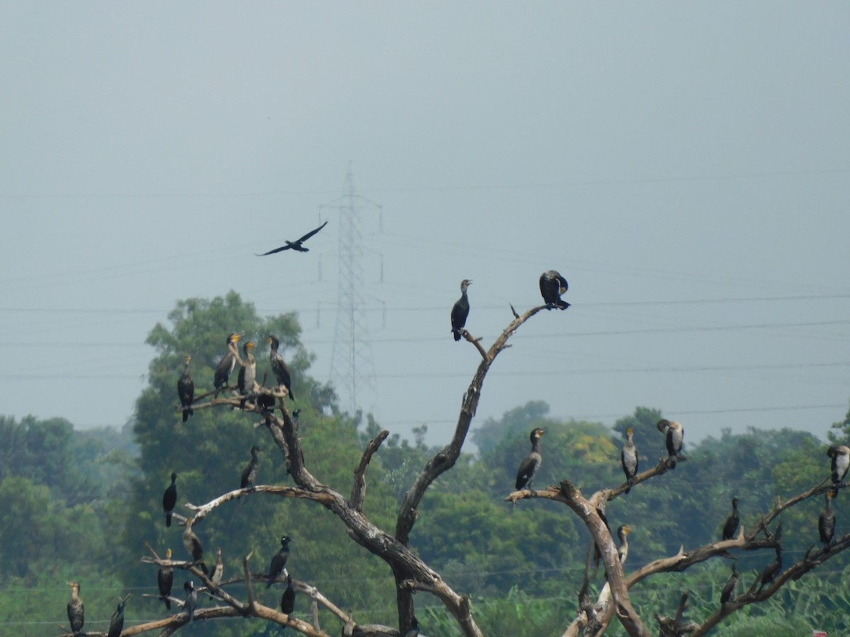Great Cormorant - ML642101960