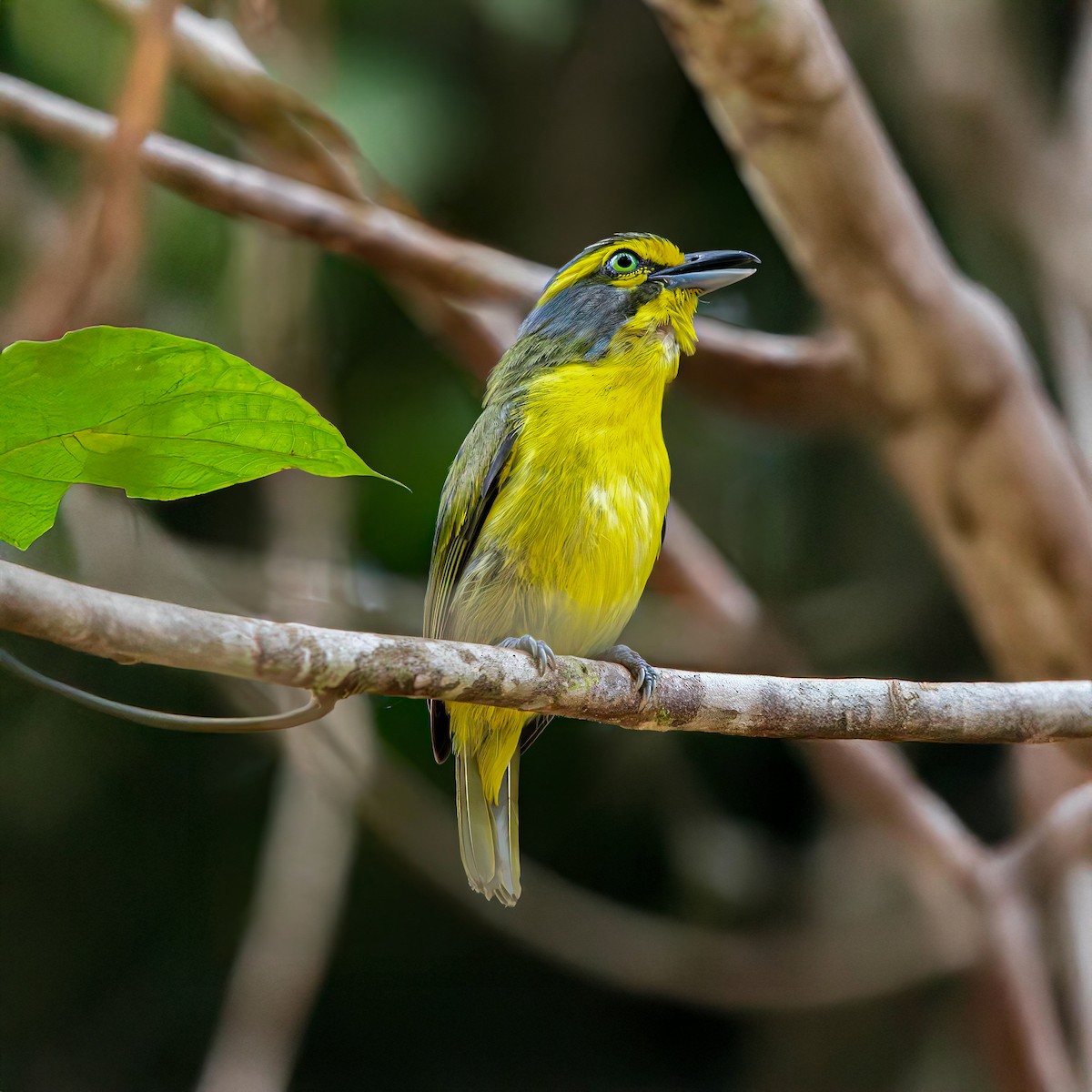 Slaty-capped Shrike-Vireo - ML642101968