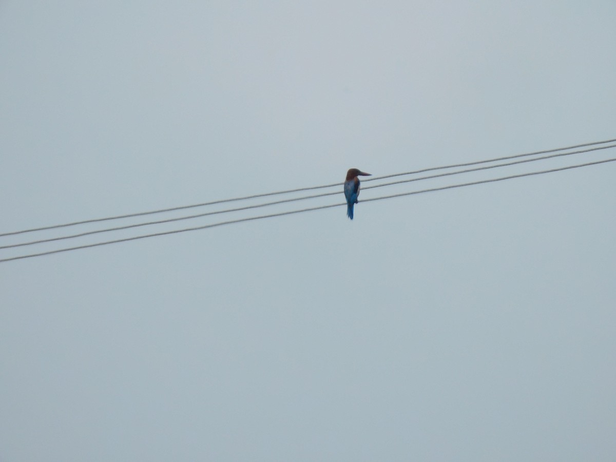 White-throated Kingfisher - ML642101980
