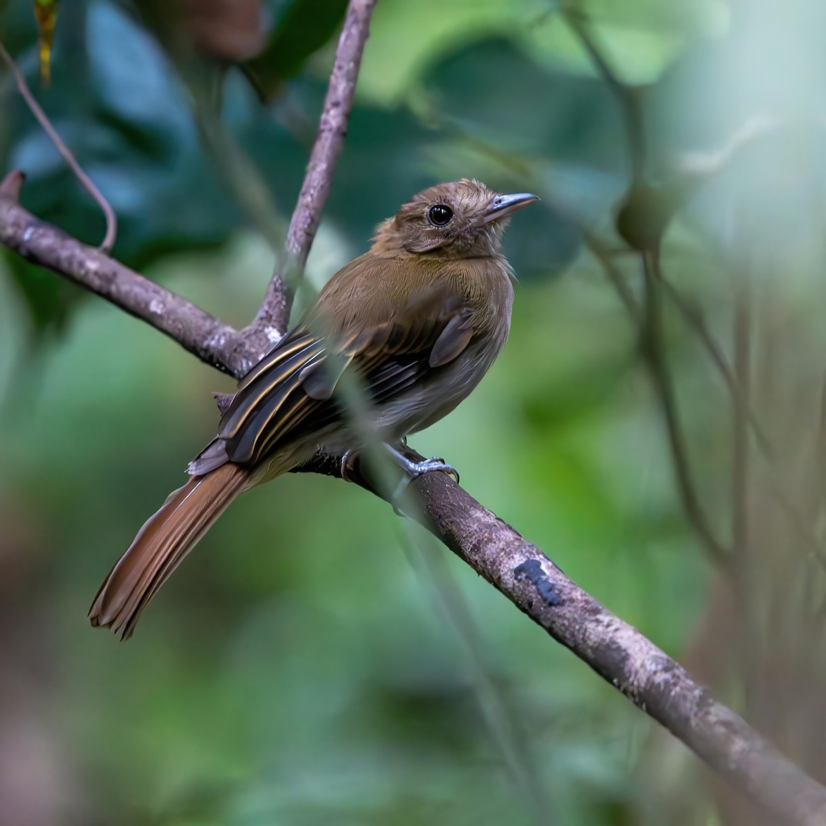 Brownish Twistwing - ML642101984