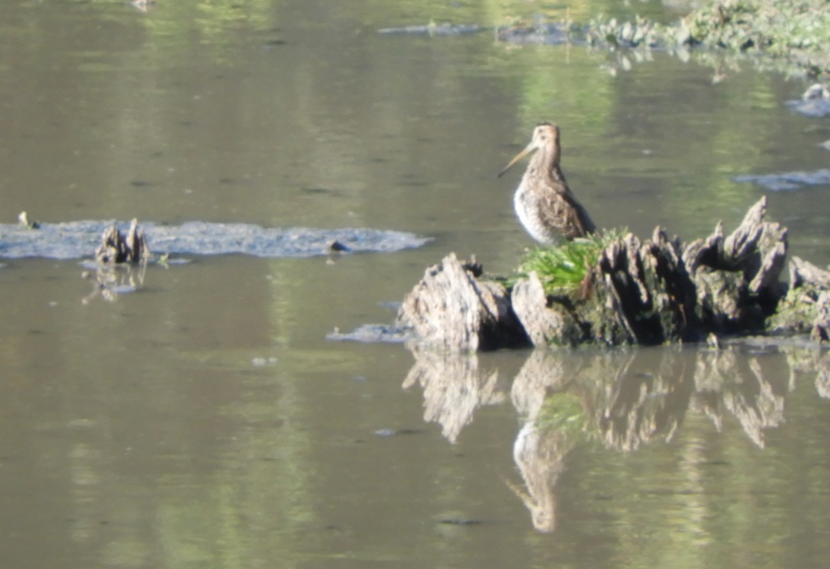 Common Snipe - ML642101989