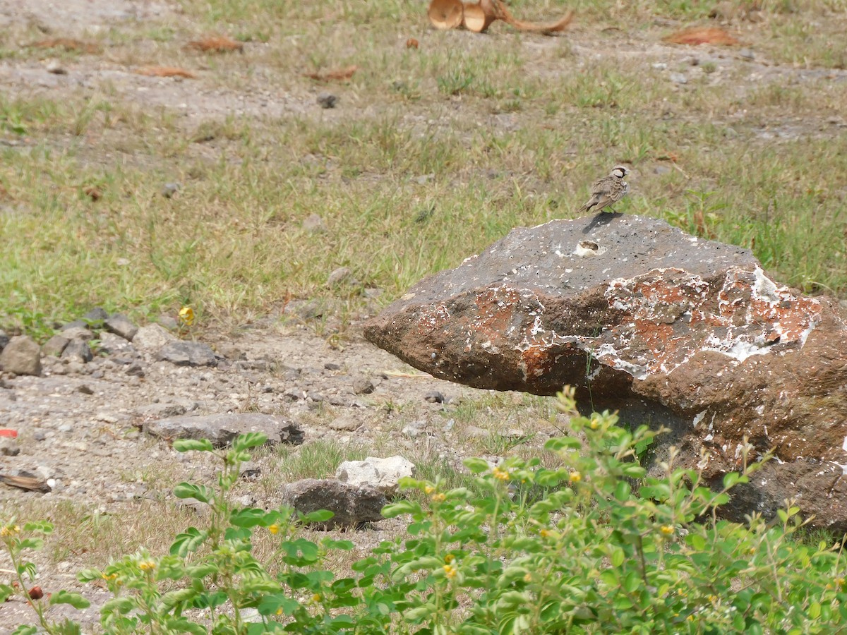 Ashy-crowned Sparrow-Lark - ML642101992