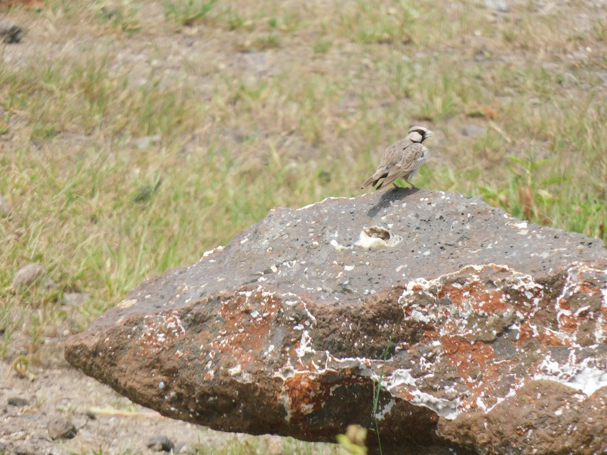 Ashy-crowned Sparrow-Lark - ML642101993