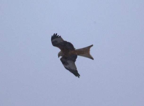 Red Kite - ML642101995