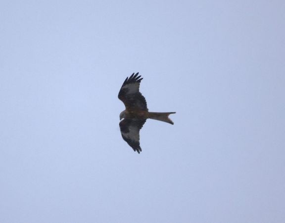 Red Kite - ML642101996