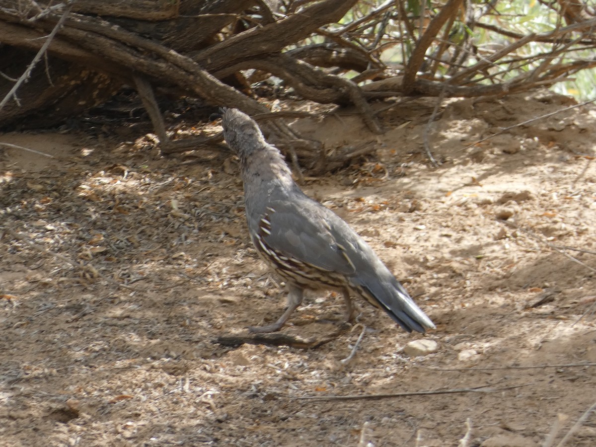 Gambel's Quail - ML642101997