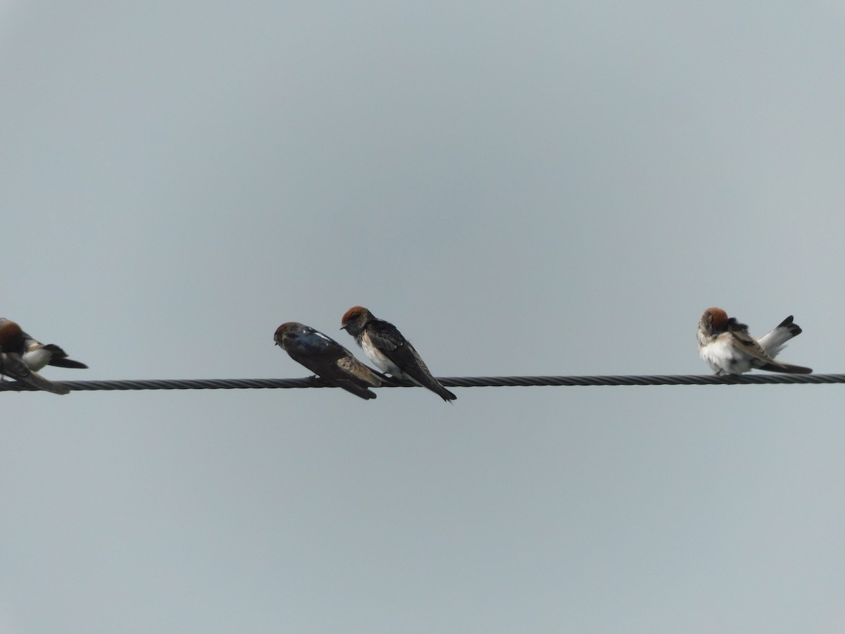 Streak-throated Swallow - ML642101998
