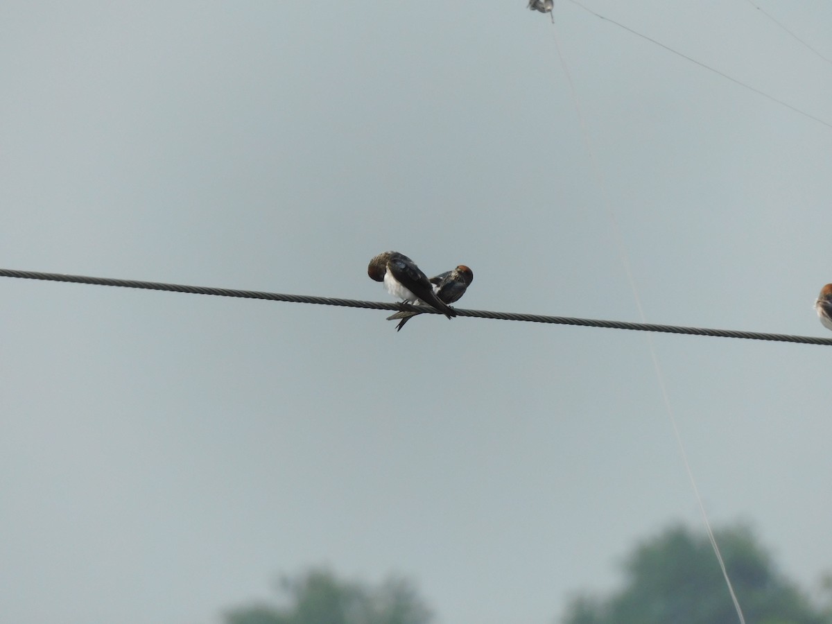 Streak-throated Swallow - ML642101999