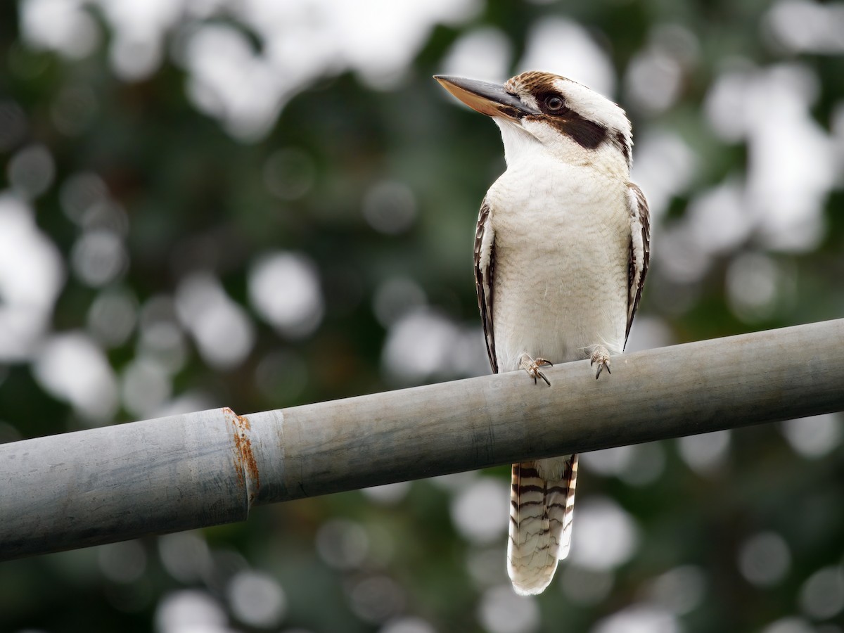 Laughing Kookaburra - Len and Chris Ezzy