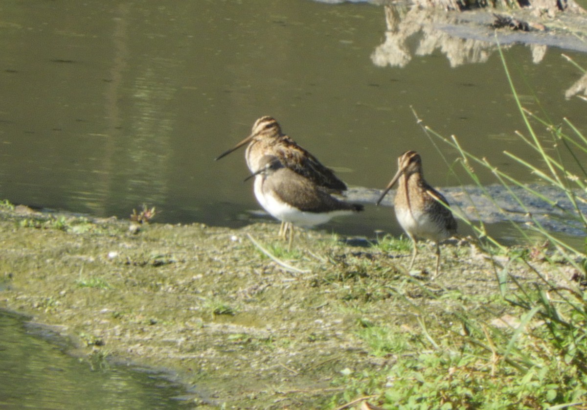 Common Snipe - ML642102010