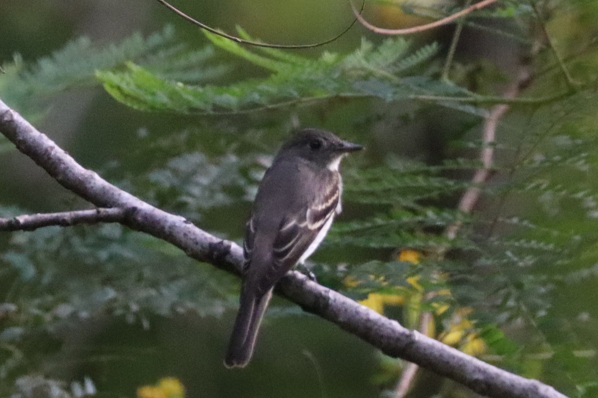 Eastern Phoebe - Caleb Bronsink
