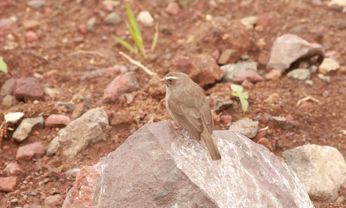 Brown-rumped Seedeater - ML642102016