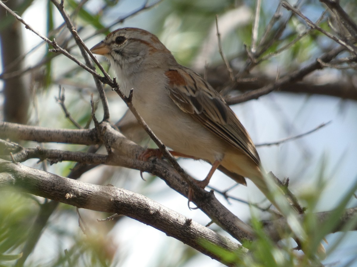 Rufous-winged Sparrow - ML642102039