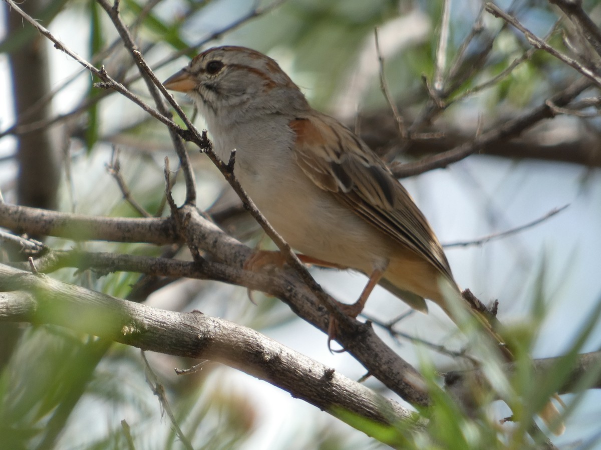 Rufous-winged Sparrow - ML642102040