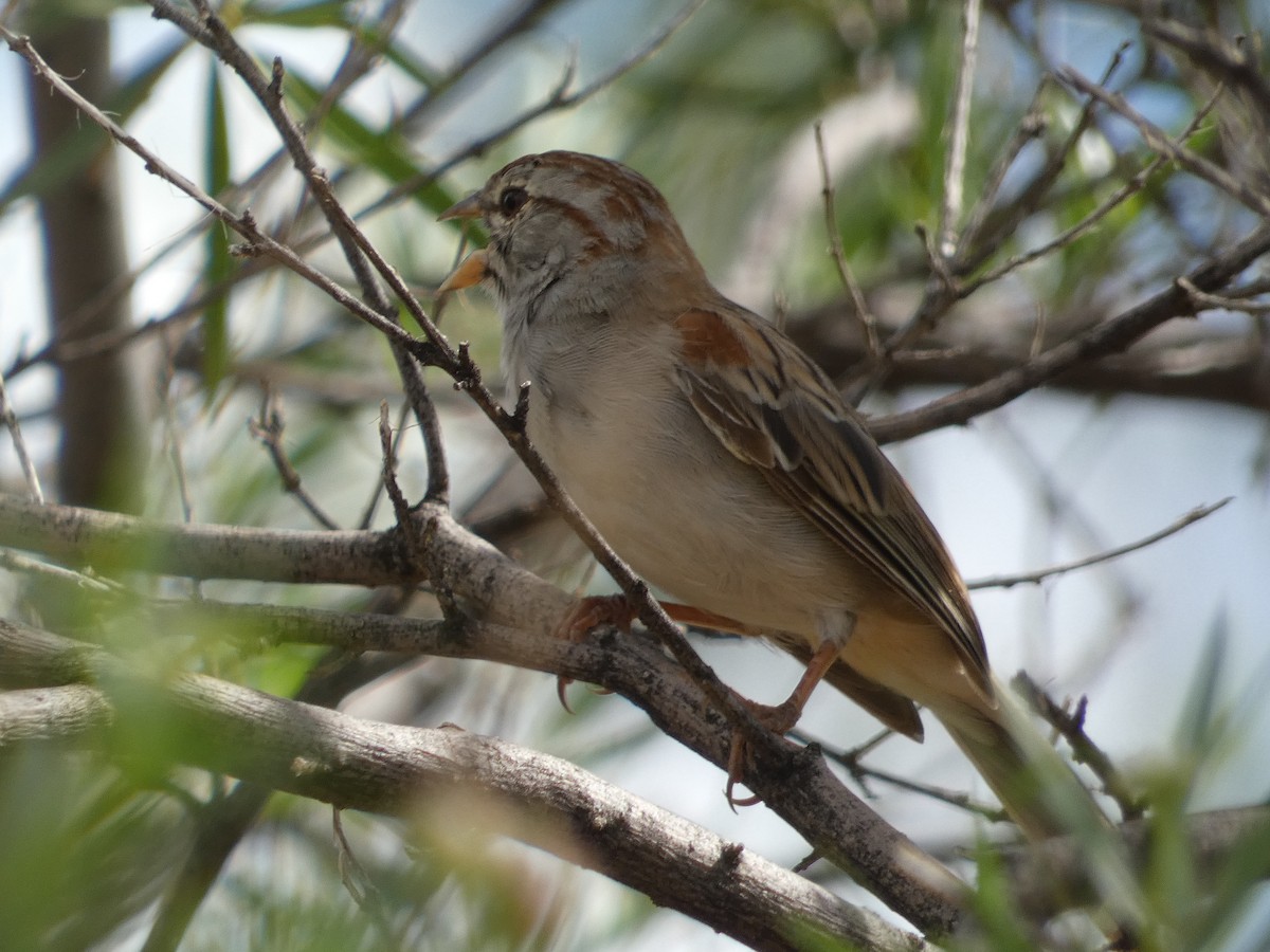 Rufous-winged Sparrow - ML642102041