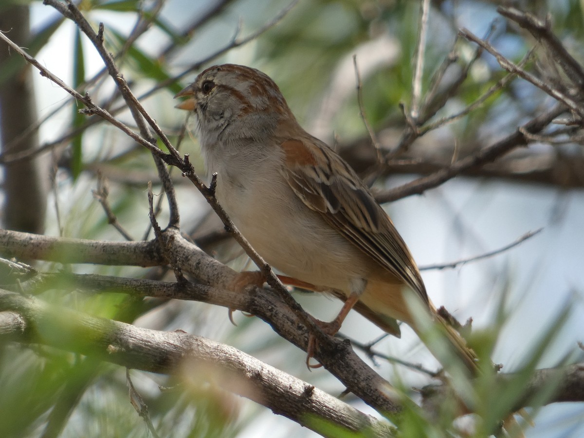 Rufous-winged Sparrow - ML642102043