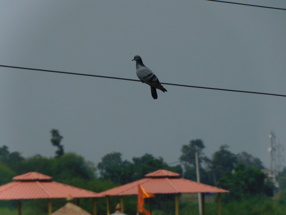 Rock Pigeon (Feral Pigeon) - ML642102060
