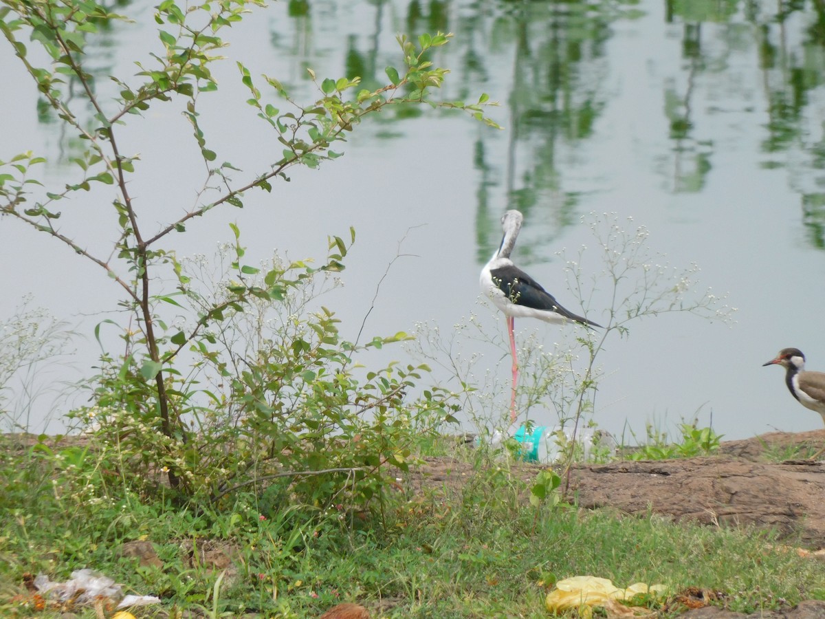 Black-winged Stilt - ML642102074