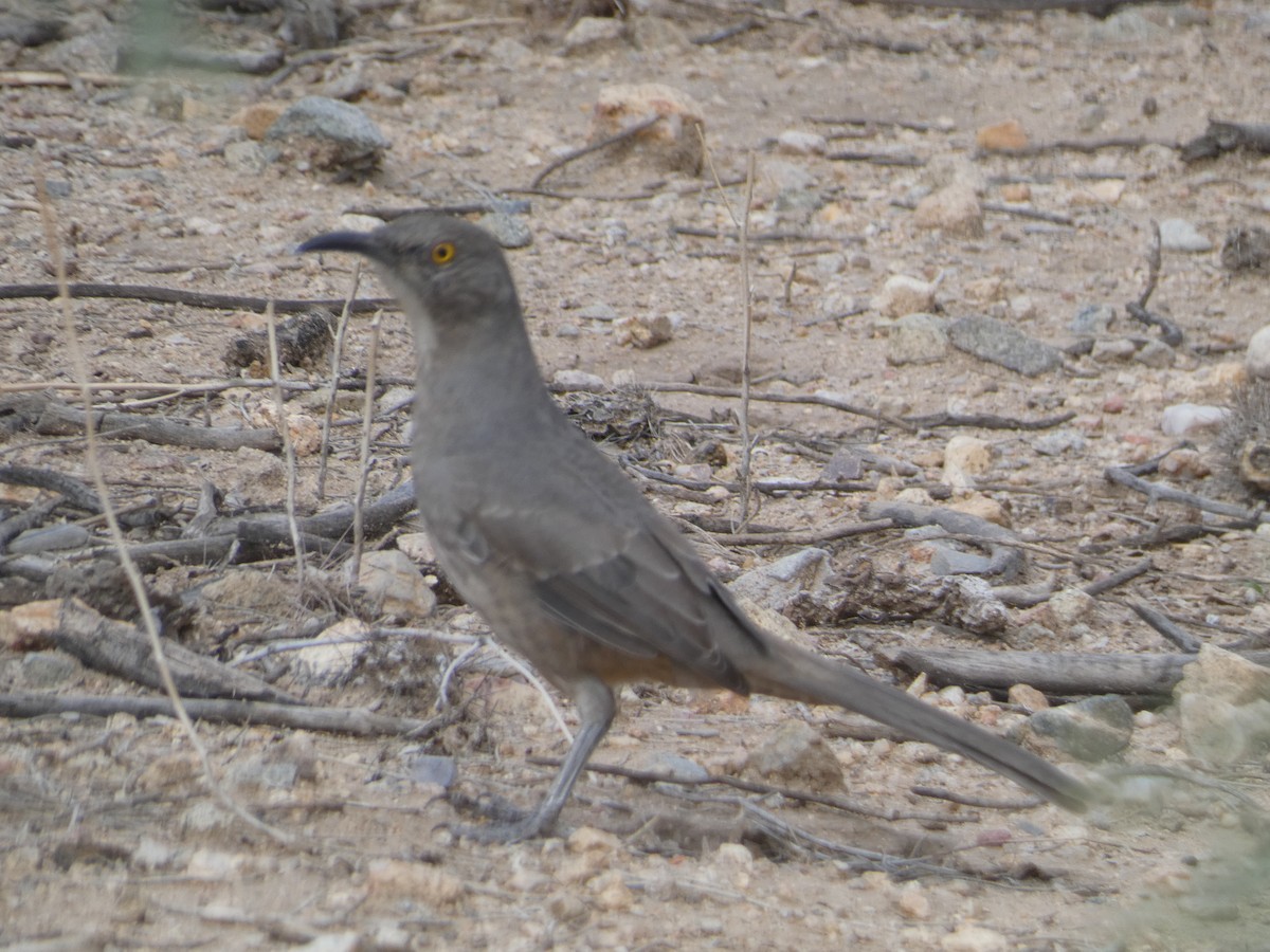 Curve-billed Thrasher - ML642102078