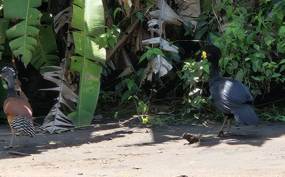 Great Curassow - ML642102137