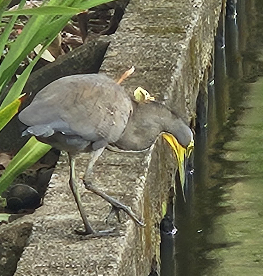 Bare-throated Tiger-Heron - ML642102141