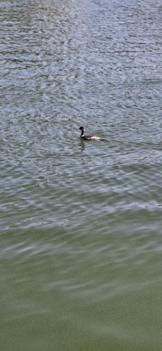 Eared Grebe - ML642102145