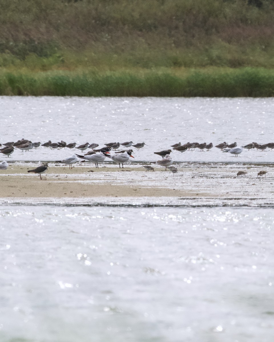 Caspian Tern - ML642102147