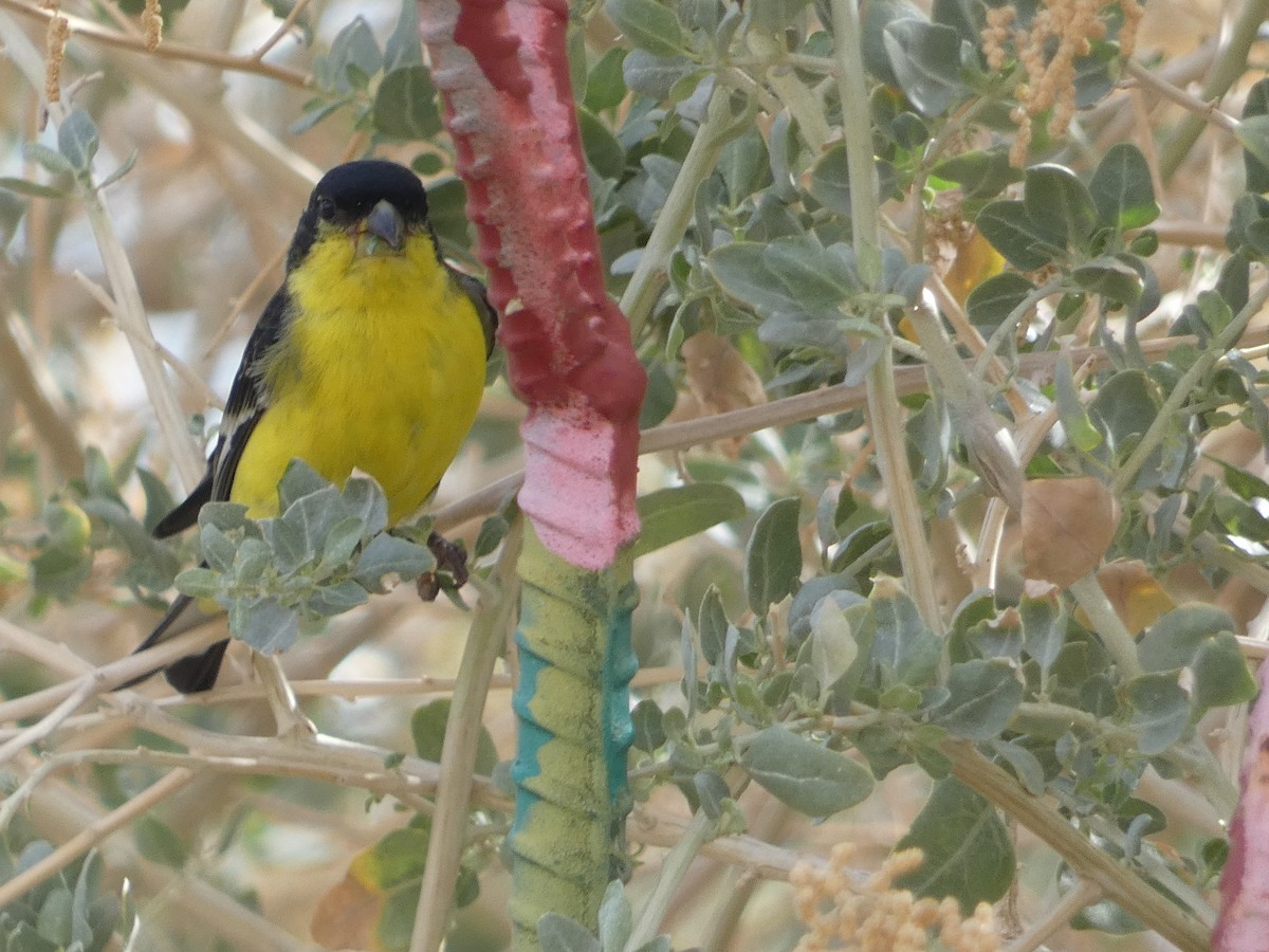 Lesser Goldfinch - ML642102153