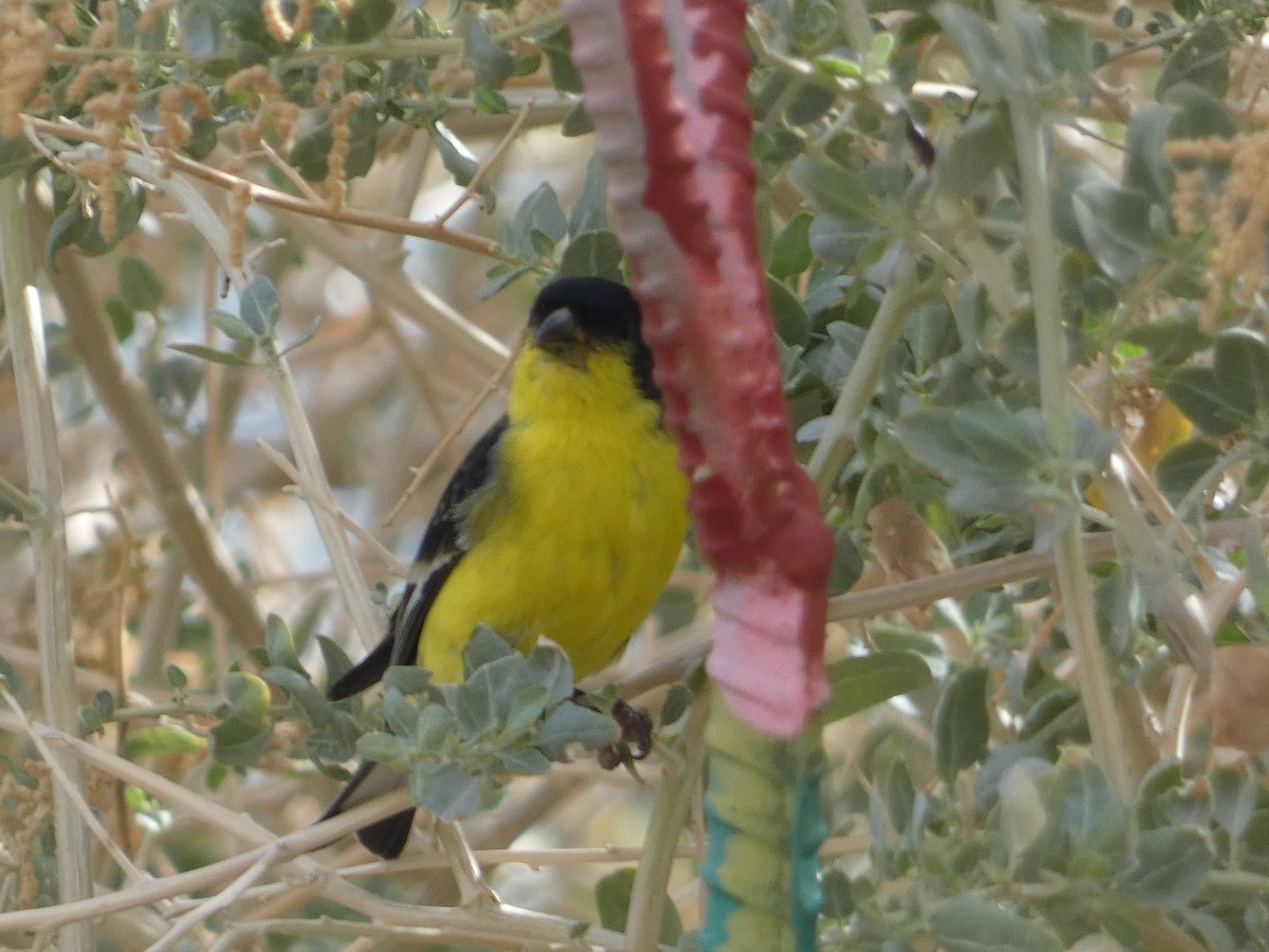 Lesser Goldfinch - ML642102154