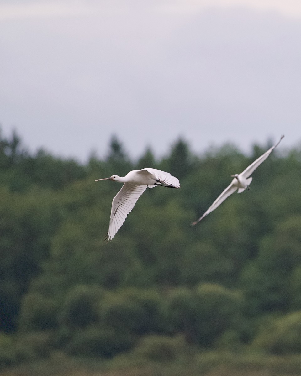 Eurasian Spoonbill - ML642102157