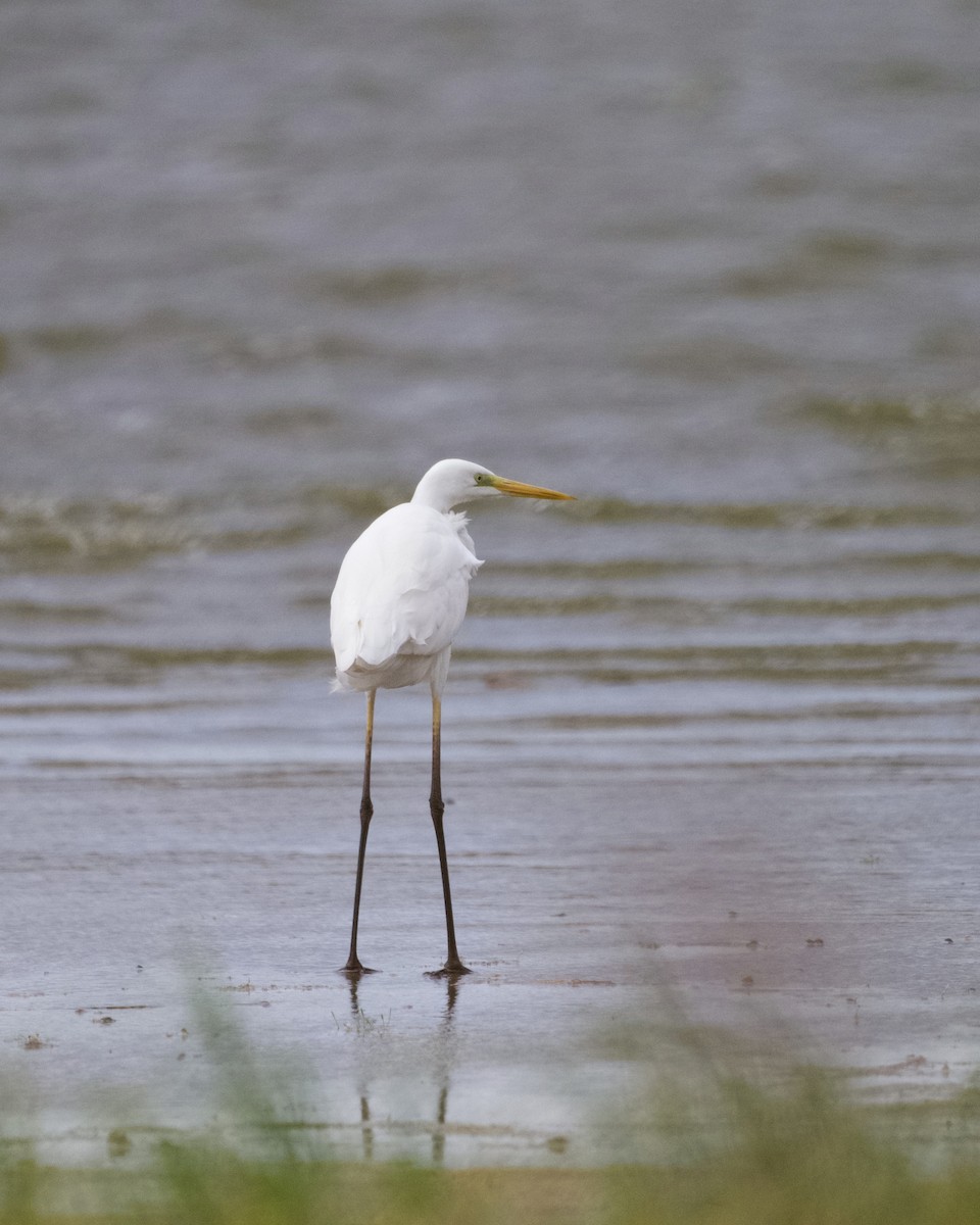 Great Egret - ML642102165