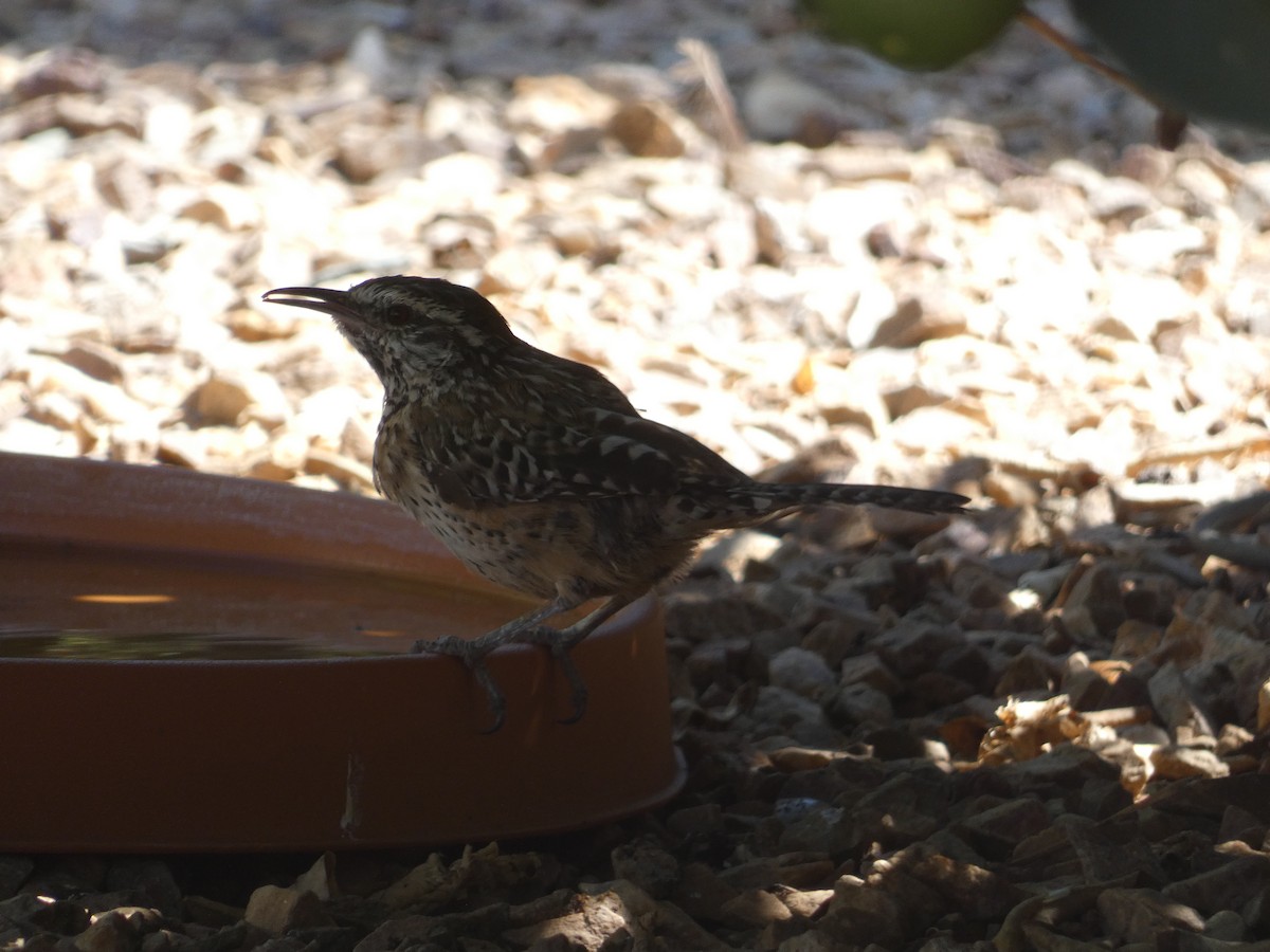 Cactus Wren - ML642102170