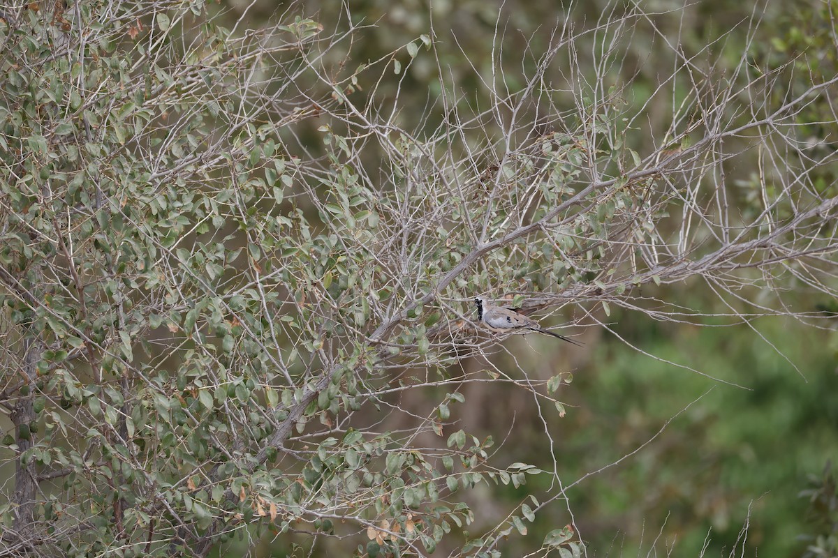 Namaqua Dove - ML642102183