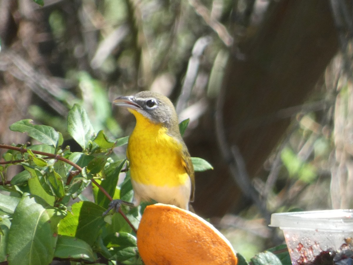 Yellow-breasted Chat - ML642102186