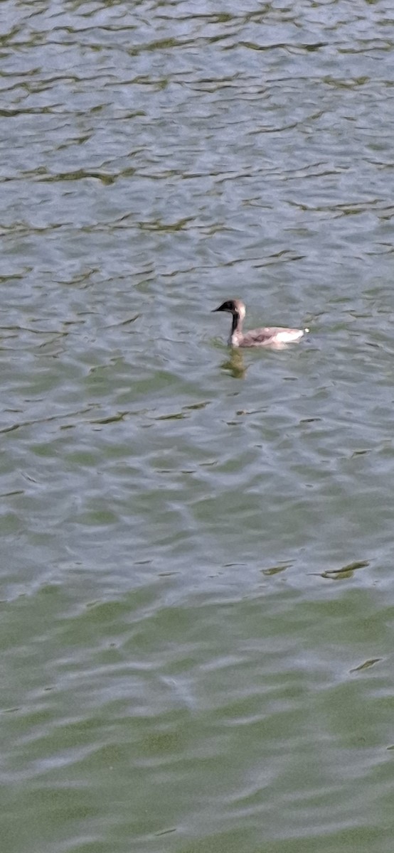 Eared Grebe - ML642102195