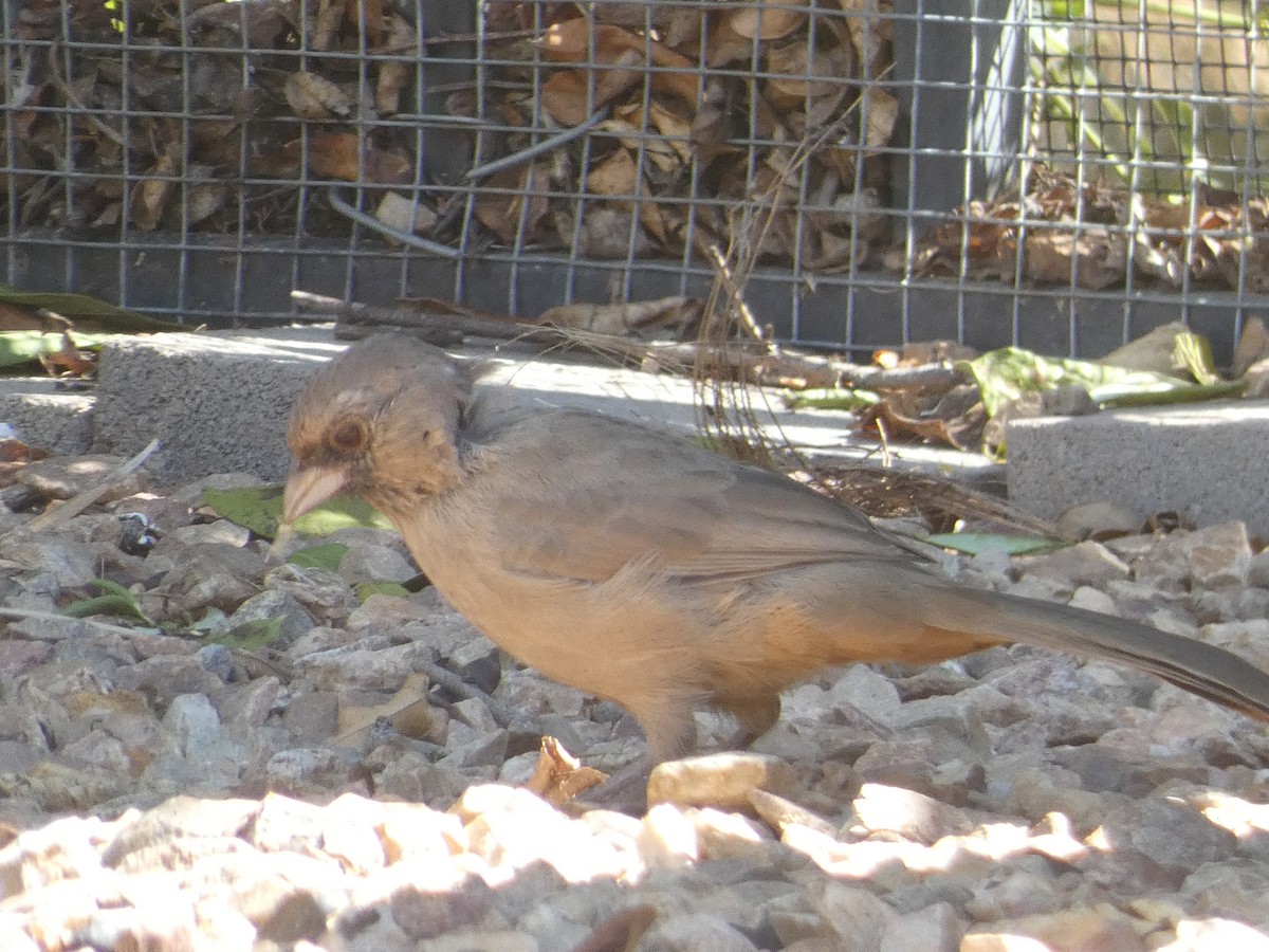 Abert's Towhee - ML642102199