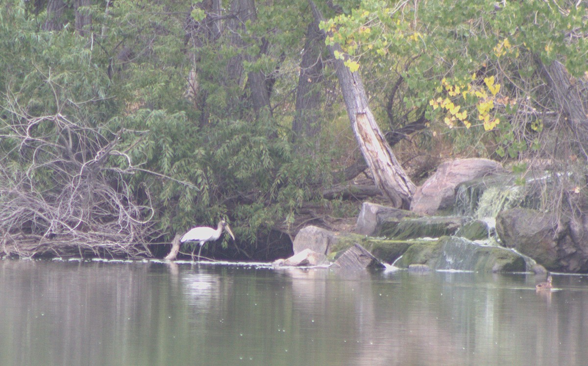 Wood Stork - ML642102211