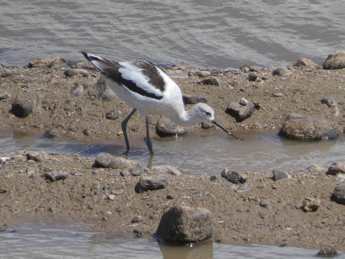 American Avocet - ML642102234