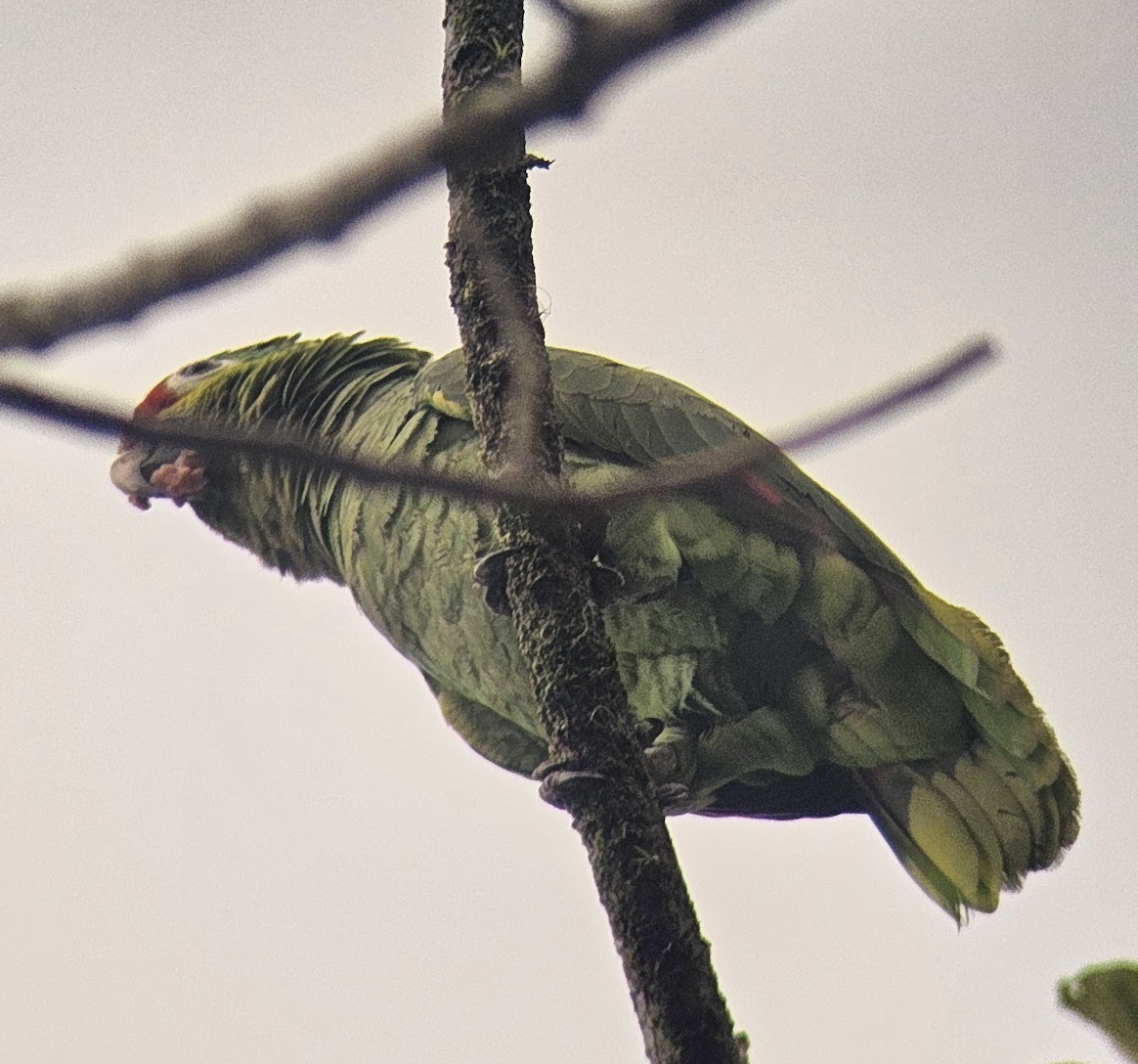 Red-lored Amazon - ML642102235