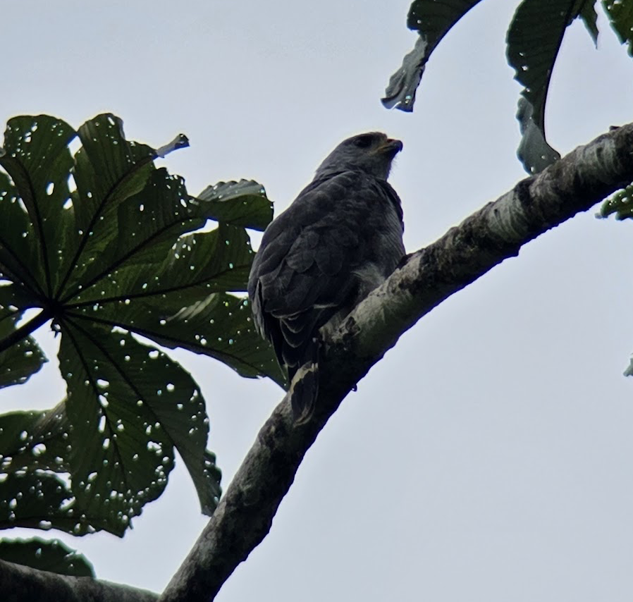 Gray Hawk - ML642102236