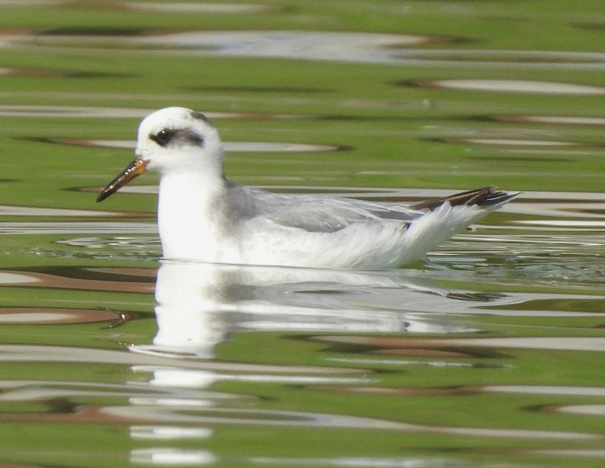 Phalarope à bec large - ML642102241