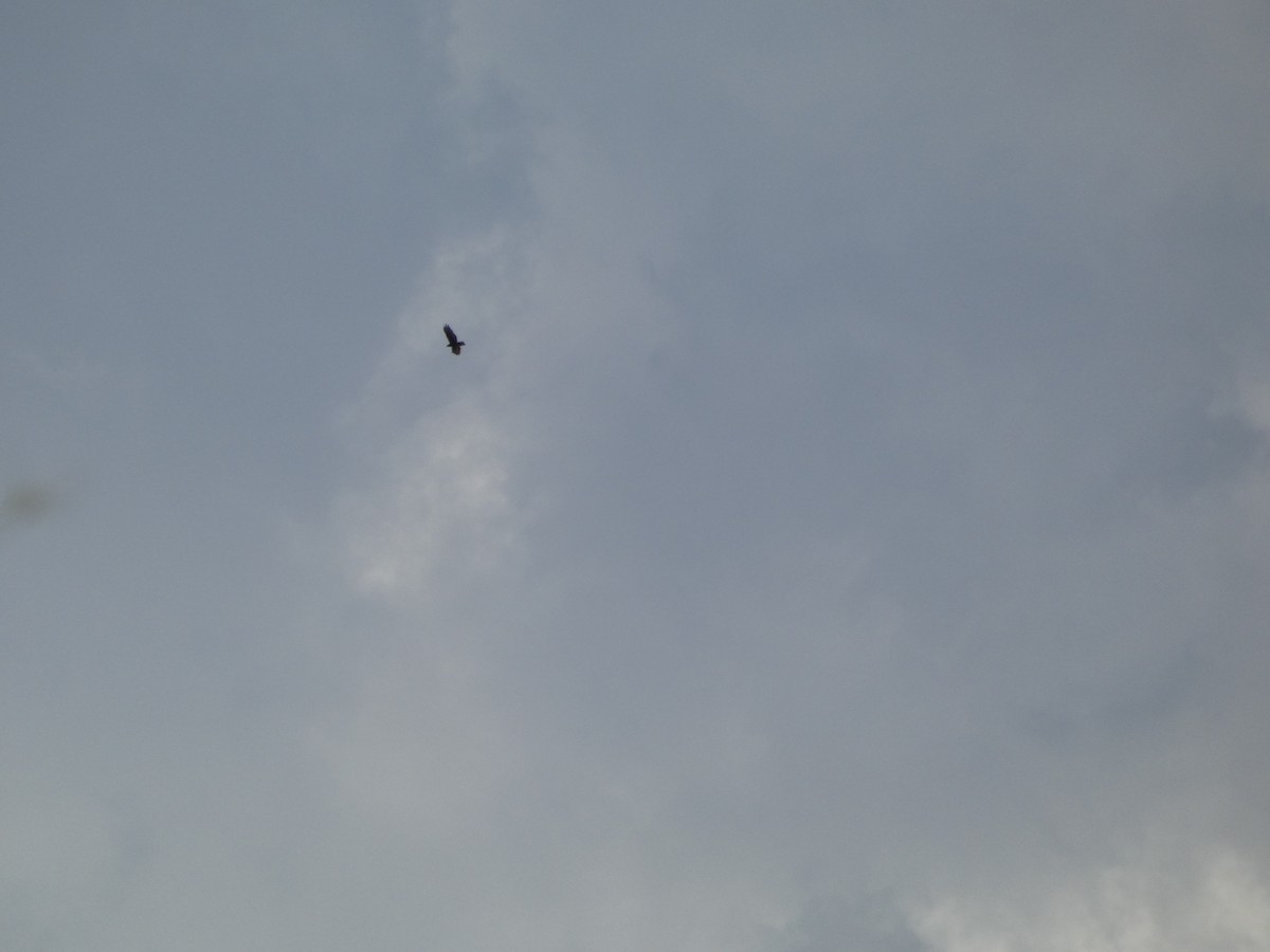 Zone-tailed Hawk - ML642102243