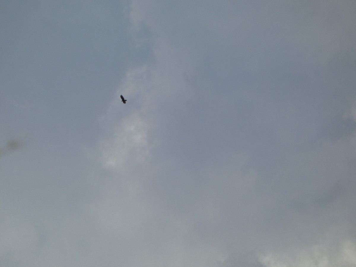 Zone-tailed Hawk - ML642102244