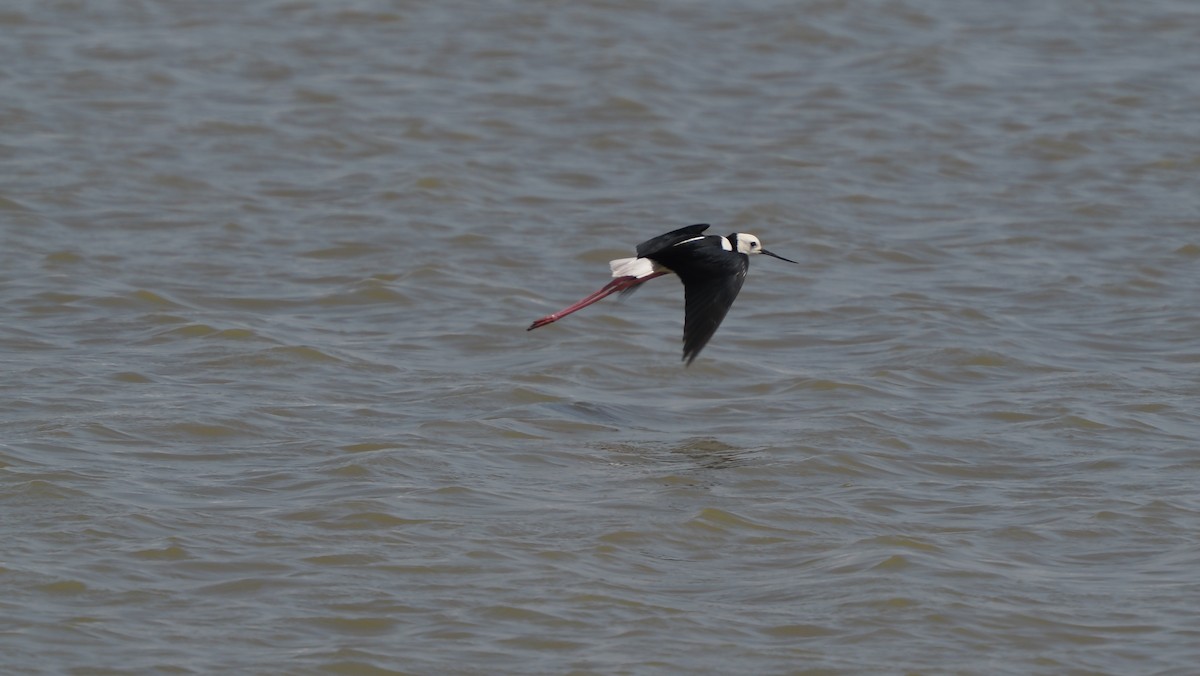 Pied Stilt - ML642102249