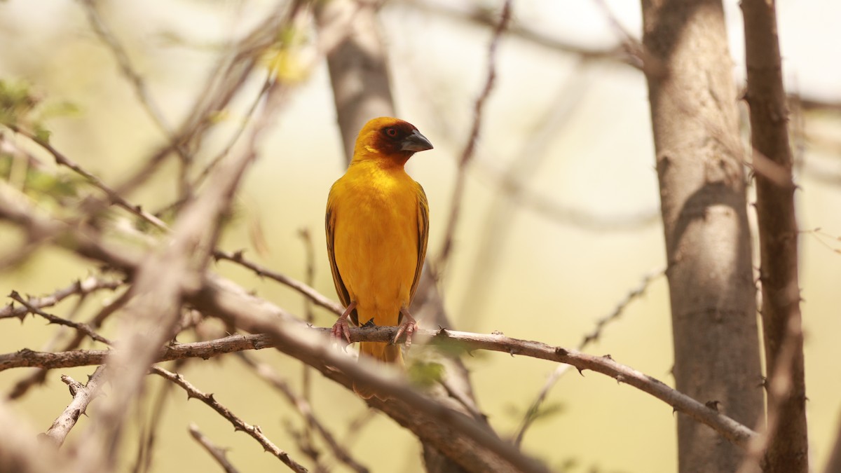 Rüppell's Weaver - ML642102258