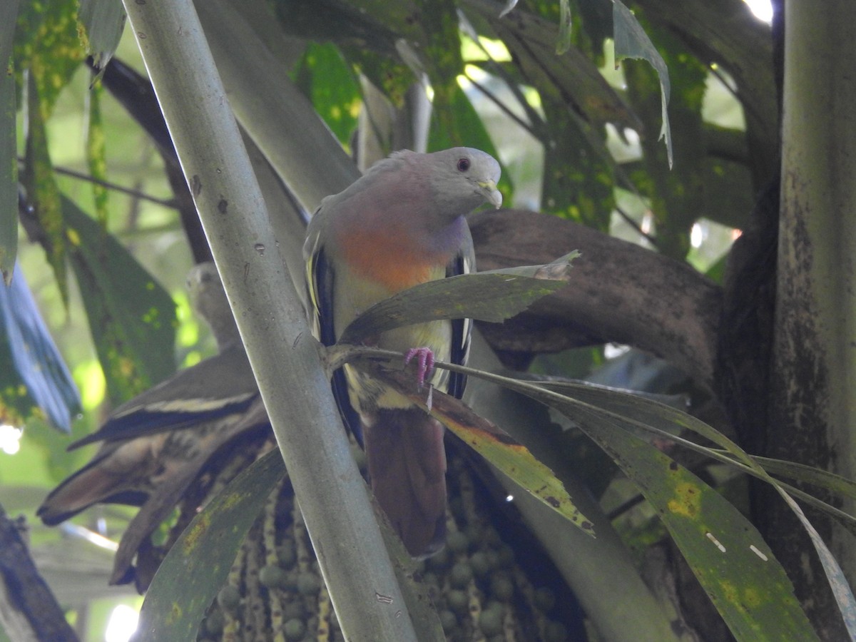 Pink-necked Green-Pigeon - ML642102264