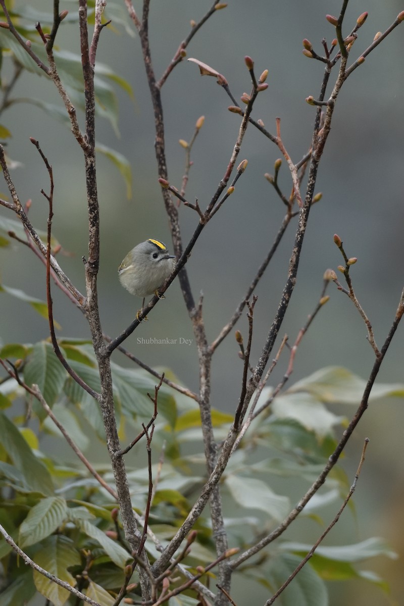 Goldcrest - ML642102268