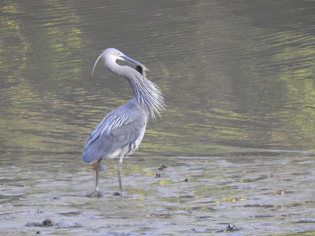 Great-billed Heron - ML642102270
