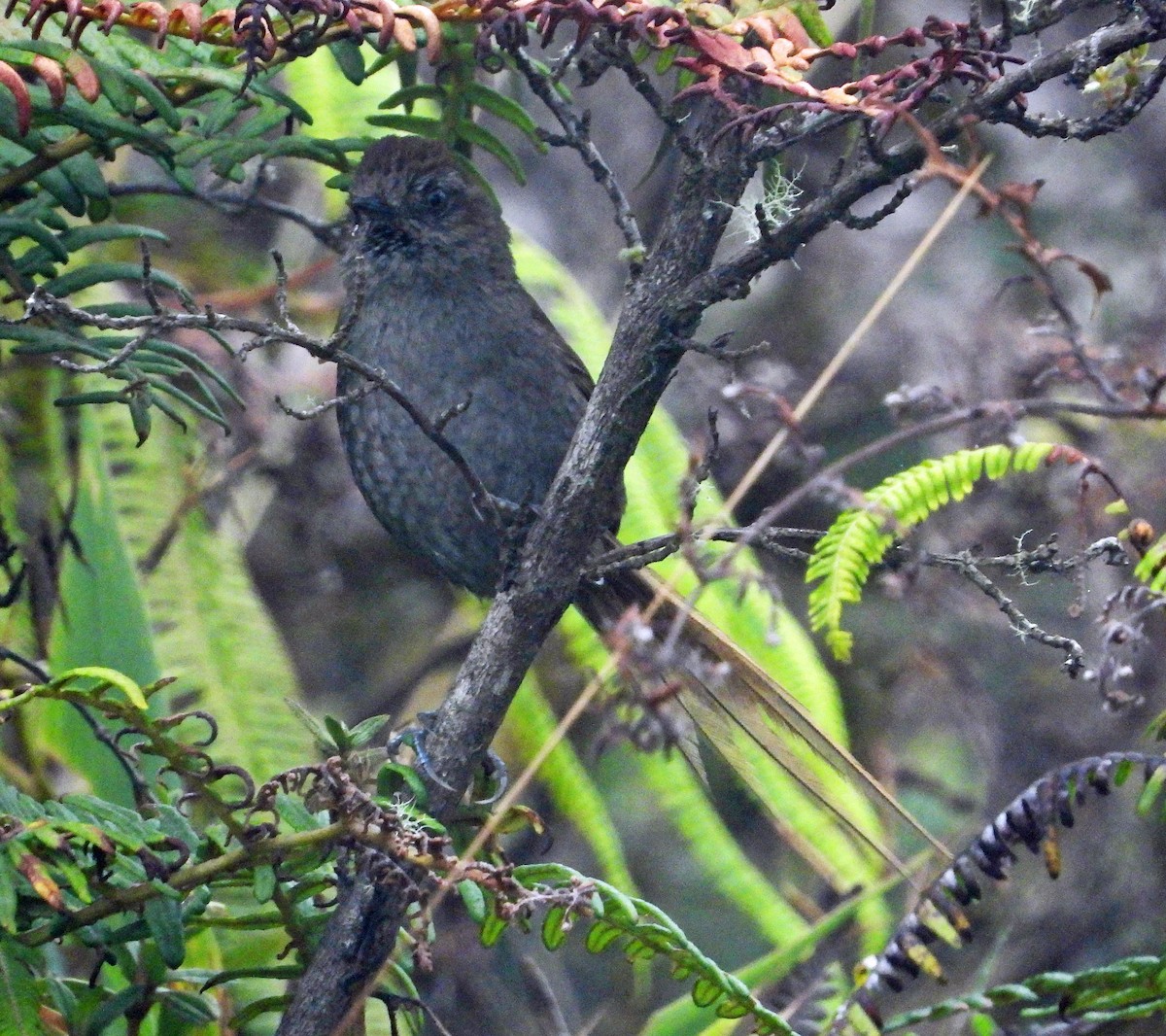Puna Thistletail - ML642102271